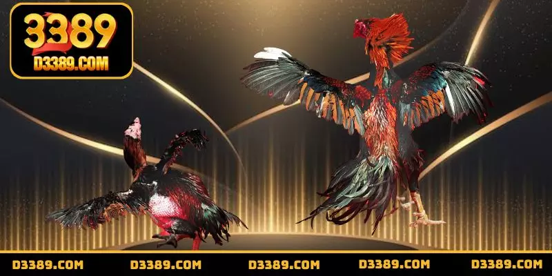 Hình thức chọi gà tre nhanh nhẹn và khôn ngoan
